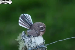 Eugy 3D Bouwpakket Fantail