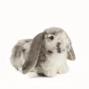 Living Nature Knuffel Konijn Nederlandse Hangoor Dwerg Grijs