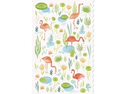 Postcard - Flamingos