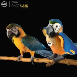 Steiff Knuffel Papegaai National Geographic Lori